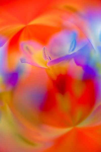 Jones, Adam 아티스트의 Abstract of Davy Gilia flowers-Antelope Valley California Poppy Preserve-Lancaster-California작품입니다.